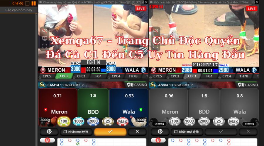 Xemga67 – Trang Chủ Độc Quyền Đá Gà C1 Đến C5 Uy Tín Hàng Đầu